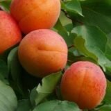 Prunus armeniaca ‘Maskvos Didieji‘ (Abrikosas paprastasis)