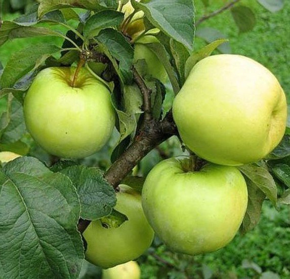 Malus domestica ‘Antaninis‘ (Obelis paprastoji)