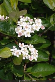 Aronia melonocarpa (Aronija juodavaisė)