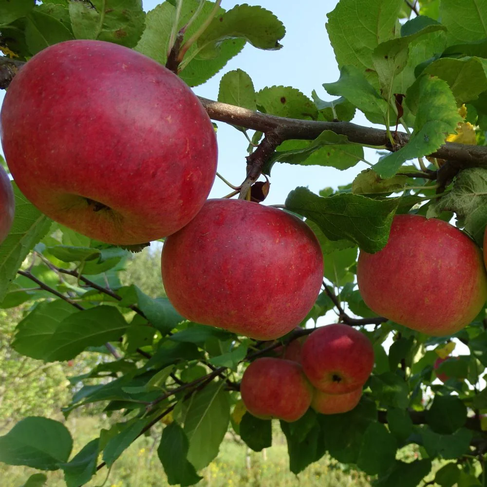 Malus domestica ‘Auksis’