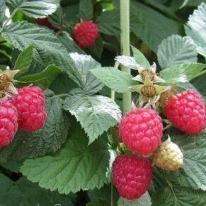 Rubus idaeus ‘Glen Ample‘ (Avietė paprastoji)