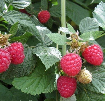 Rubus idaeus ‘Glen Ample‘ (Avietė paprastoji)