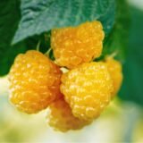 Rubus idaeus 'Poranna Rosa' (Avietė paprastoji)