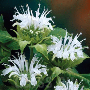 Monarda ‘Bee Bright’ (Monarda)