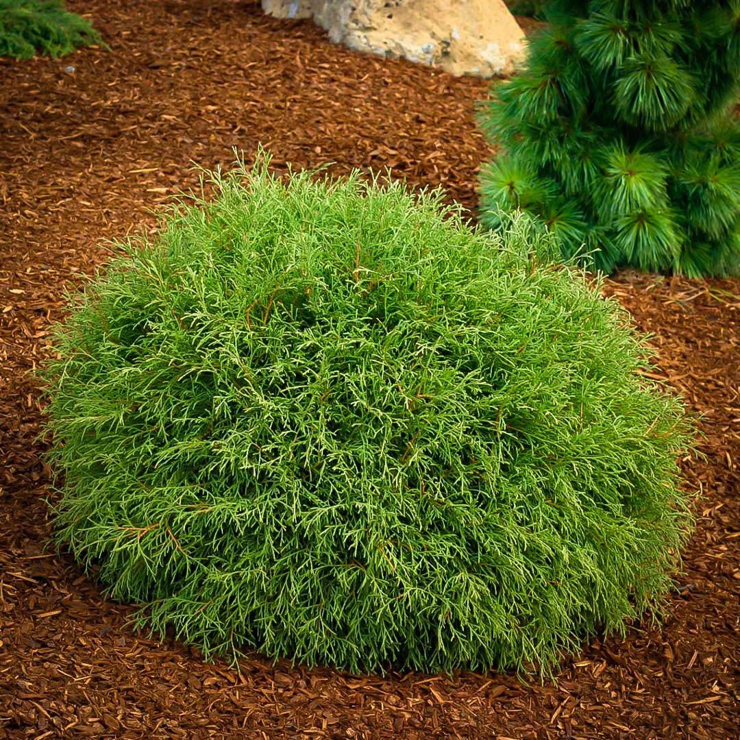 Thuja occidentalis ‘Mr. Bowling Ball‘ (Tuja vakarinė)