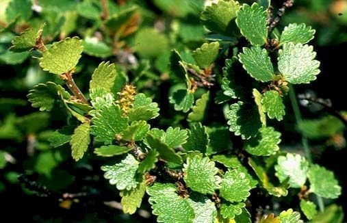 Betula nana (Beržas keružinis)