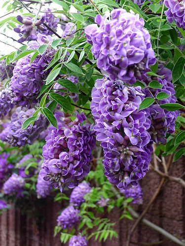 Wisteria frutescens ‘Longwood Purple‘ (Visterija krūminė)