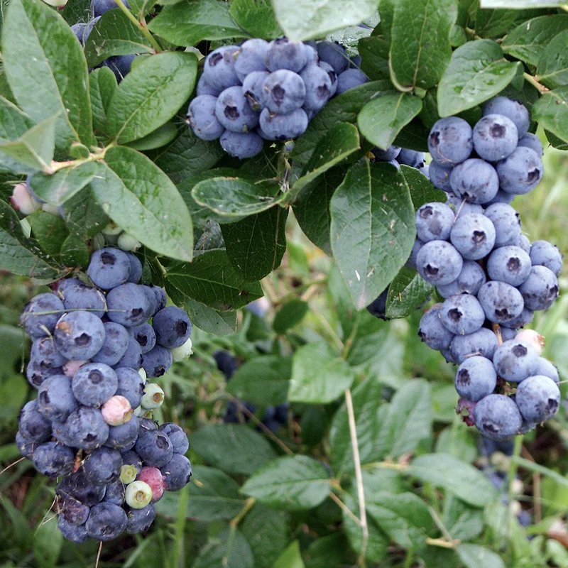 Vaccinium corymbosum ‘Brigitta‘ (Šilauogė aukštoji)