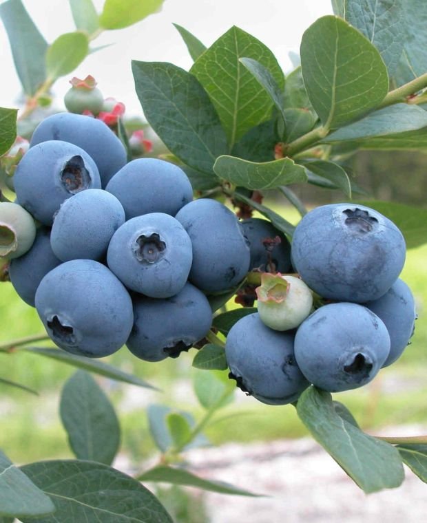 Vaccinium corymbosum ‘Brigitta‘ (Šilauogė aukštoji)