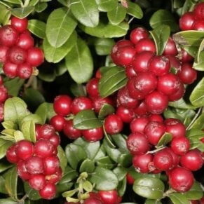 Vaccinium vitis-idaea ‘Sanna‘ (Bruknė)