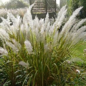 Calamagrostis brachytricha (Lendrūnas korėjinis)