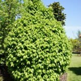 Carpinus betulus ‘Monumentalis‘ (Skroblas paprastasis)