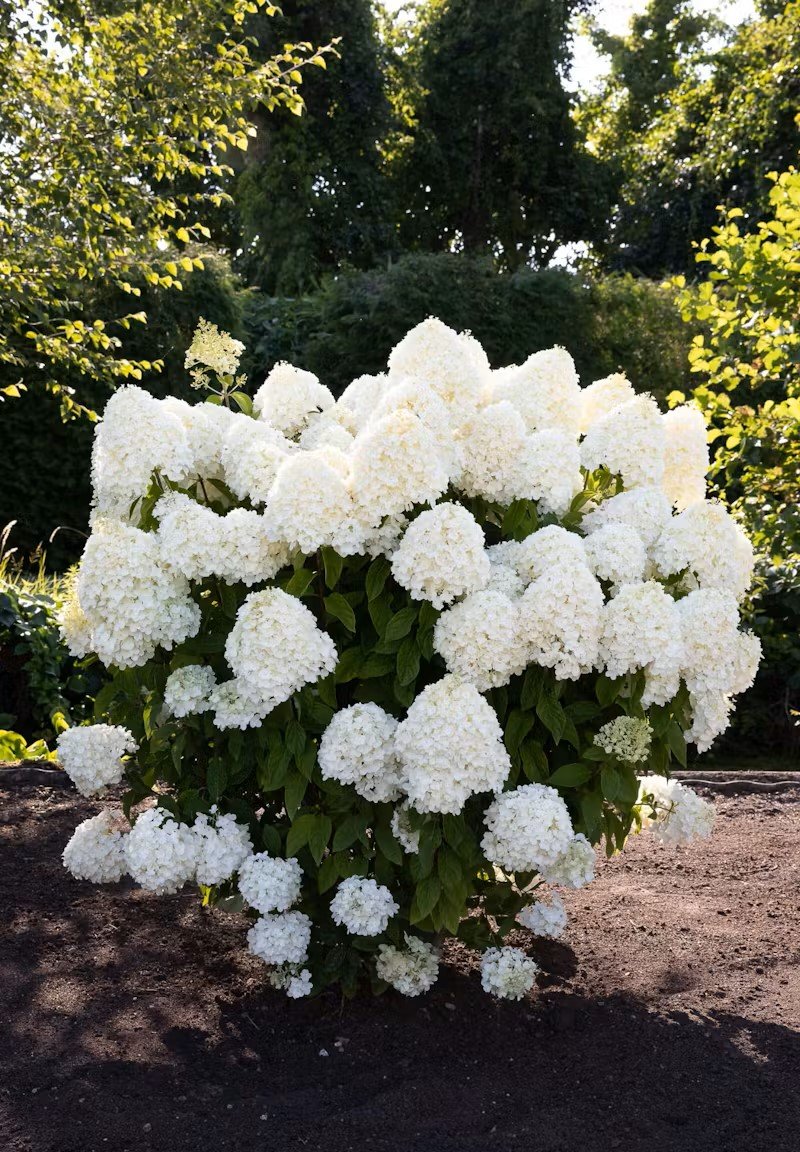 Hydrangea paniculata ‘Living Summer Snow‘ (Hortenzija šluotelinė)