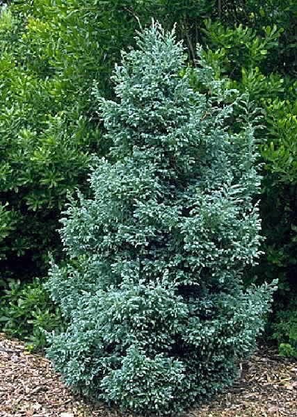 Chamaecyparis pisifera 'Boulevard' (Puskiparisis žirniavaisis)