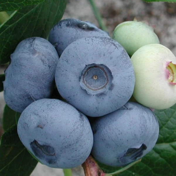 Vaccinium corymbosum ‘Chandler‘ (Šilauogė aukštoji)