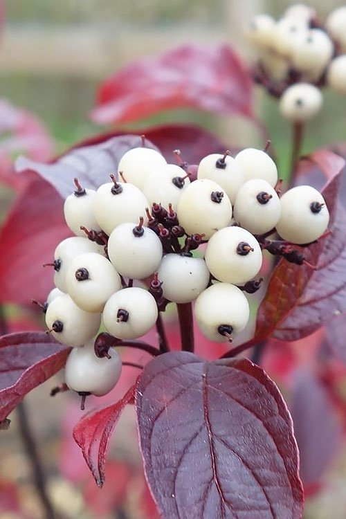 Cornus alba ‘Regnzam’ (Red Gnome)(Sedula baltoji)