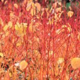 Cornus sanguinea ‘Anny‘s Winter Orange‘ (Sedula raudonoji)