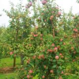 Malus domestica ‘Cortland’ (Obelis naminė)