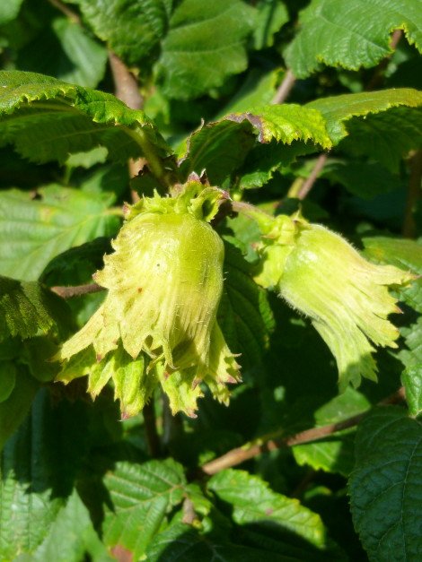 Corylus avellana ‘Cosford‘ (Lazdynas paprastasis)