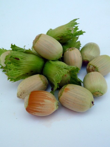 Corylus avellana ‘Cosford‘ (Lazdynas paprastasis)