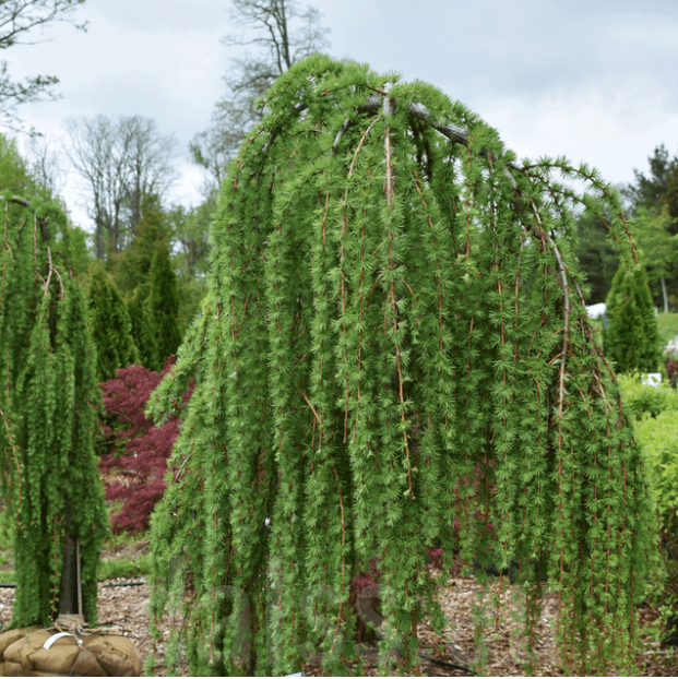 Larix kaempferi ‘Pendula‘ (Maumedis japoninis)