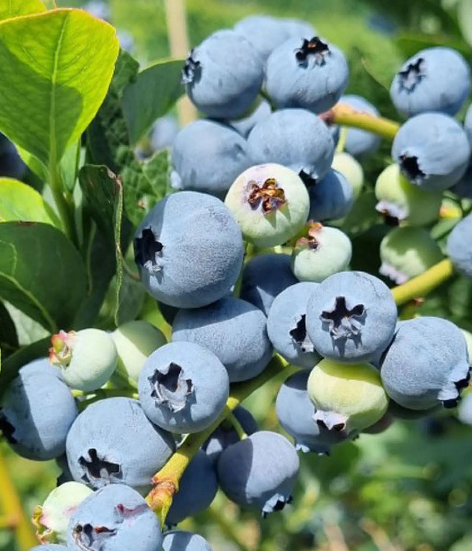 Vaccinium corymbosum ‘Darrow‘ (Šilauogė aukštoji)