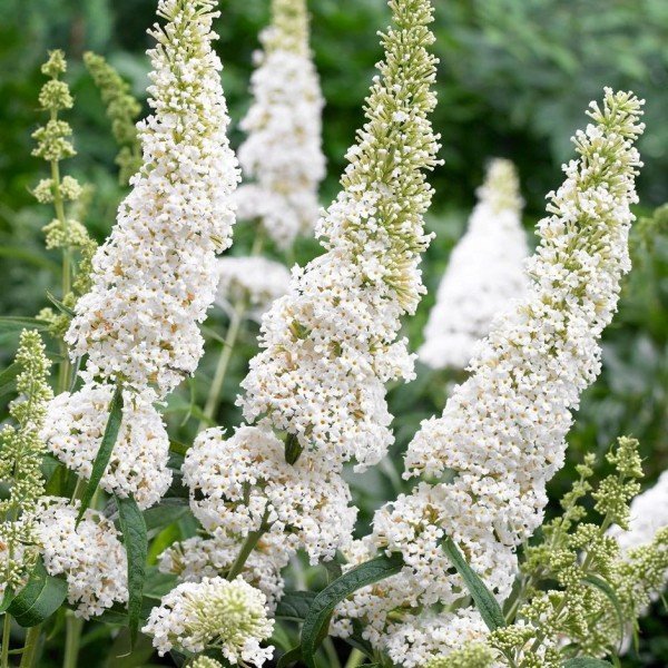 Buddlea davidii ‘White Ball‘ (Budlėja davido)