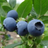 Vaccinium corymbosum ‘Denise Blue‘ (Šilauogė aukštoji)