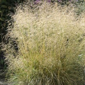 Deschampsia cespitosa ‘Goldtau’ (Šluotsmilgė kupstinė)