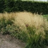 Deschampsia cespitosa ‘Goldsschleier‘ (Šluotsmilgė kupstinė)