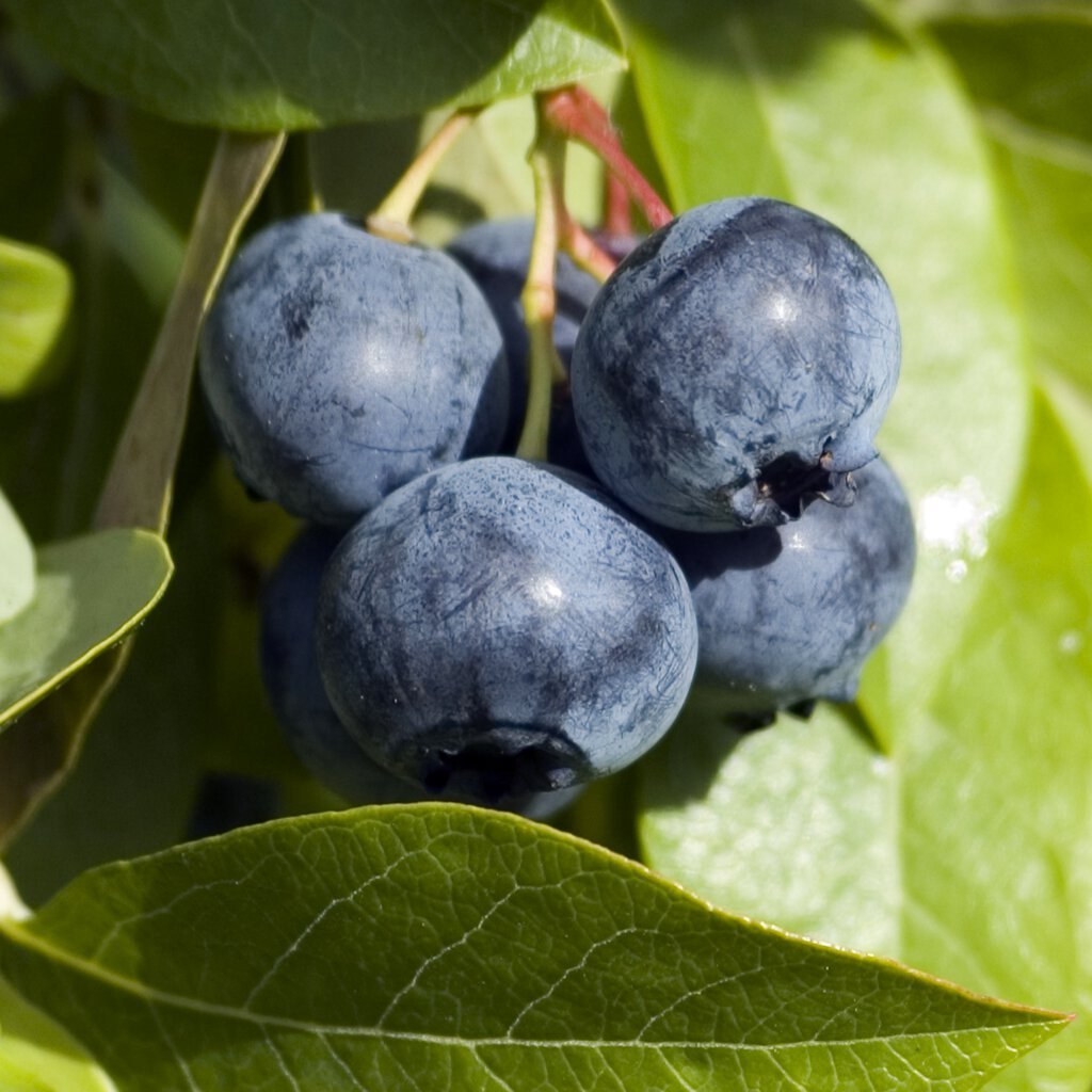 Vaccinium corymbosum ‘Spartan‘ (Šilauogė aukštoji)