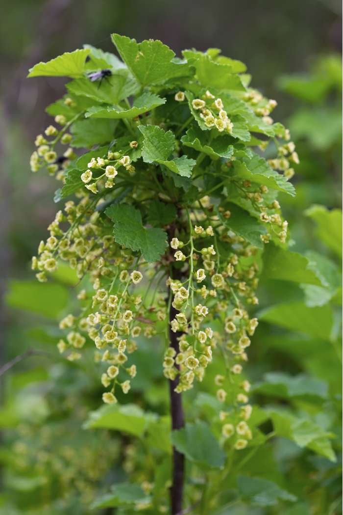 Ribes rubrum ‘Jonkheer Van Tets‘ (Serbentas raudonasis)