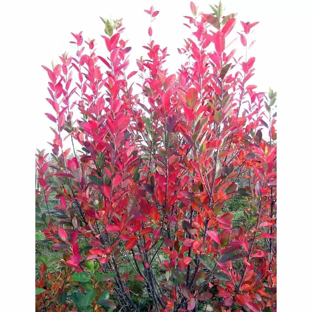 Amelanchier canadensis 'Rainbow Pillar' (Medlieva kanadinė)