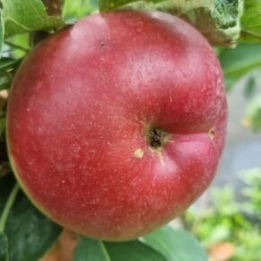 Malus domestica ‘Ilze’ (Obelis naminė)