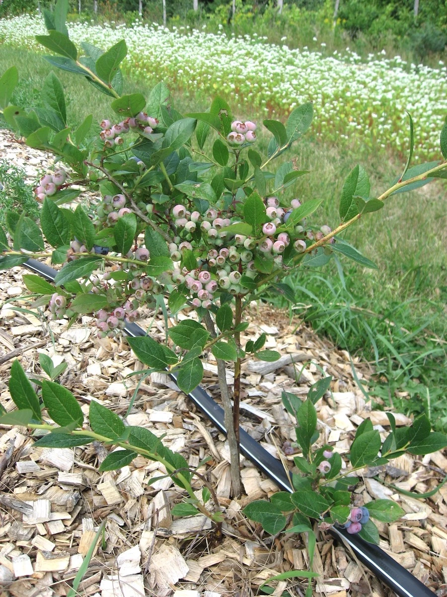 Vaccinium corymbosum ‘Elizabeth‘ (Šilauogė aukštoji)