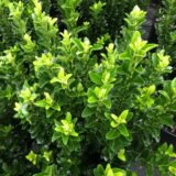 Euonymus japonicus ‘Green Spire‘ (Ožekšnis japoninis)