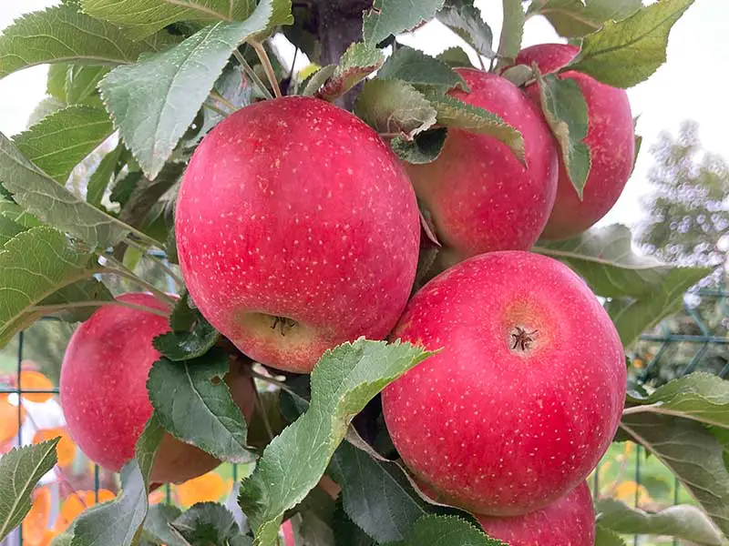 Malus domestica ‘Evelina’