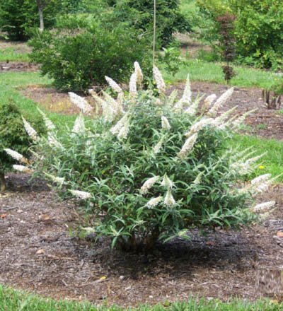 Buddlea davidii ‘White Ball‘ (Budlėja davido)