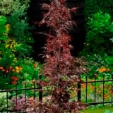 Fagus sylvatica ‘Midnight Feather’