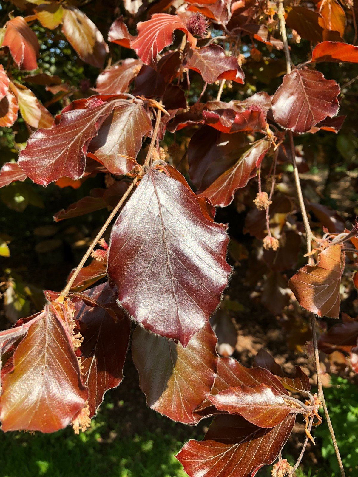 Fagus sylvatica ‘Purpurea Pendula‘ (Bukas paprastasis)