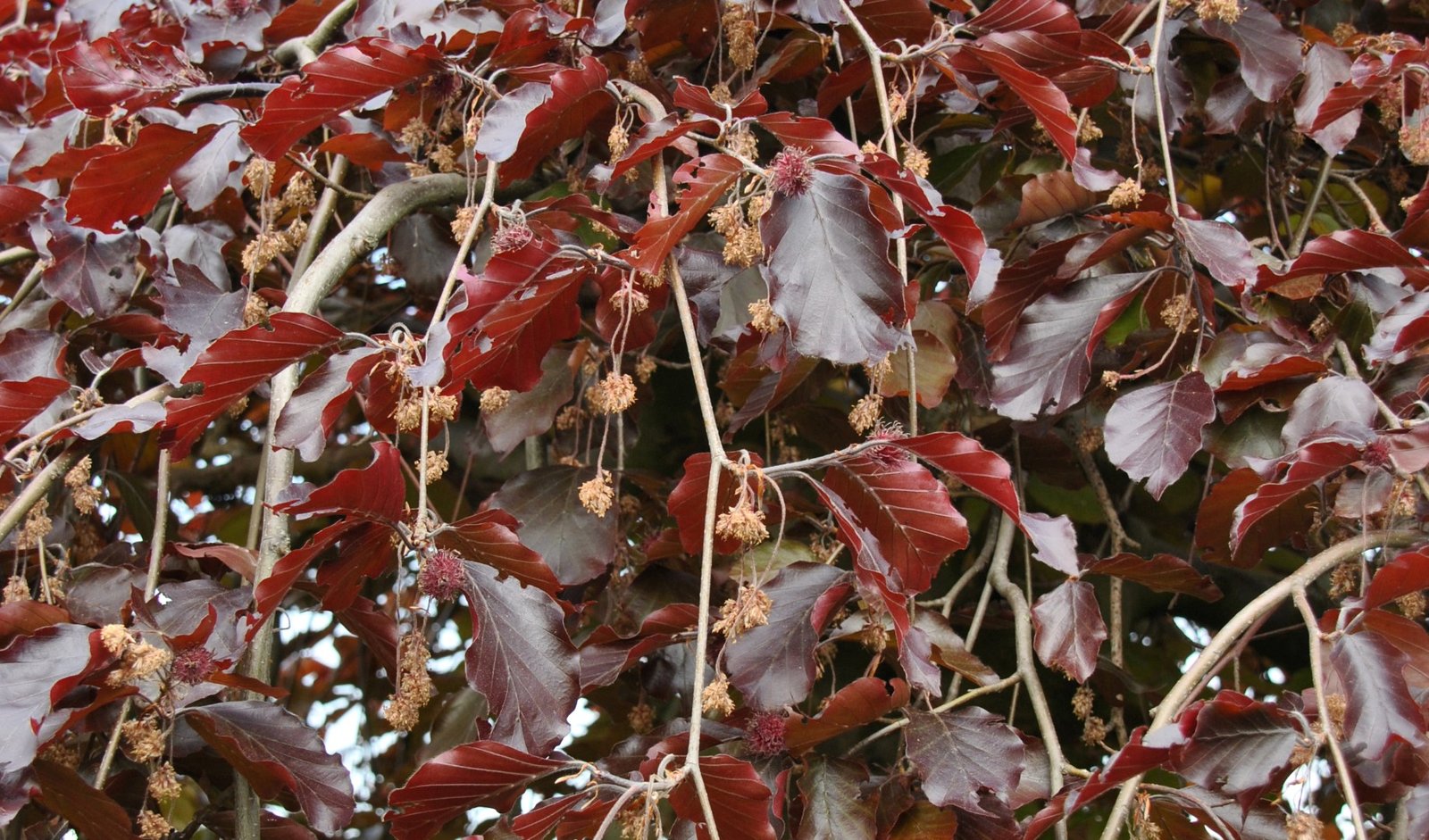 Fagus sylvatica ‘Purpurea Pendula‘ (Bukas paprastasis)