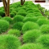 Festuca scoparia (Eraičinas dygliuotasis)