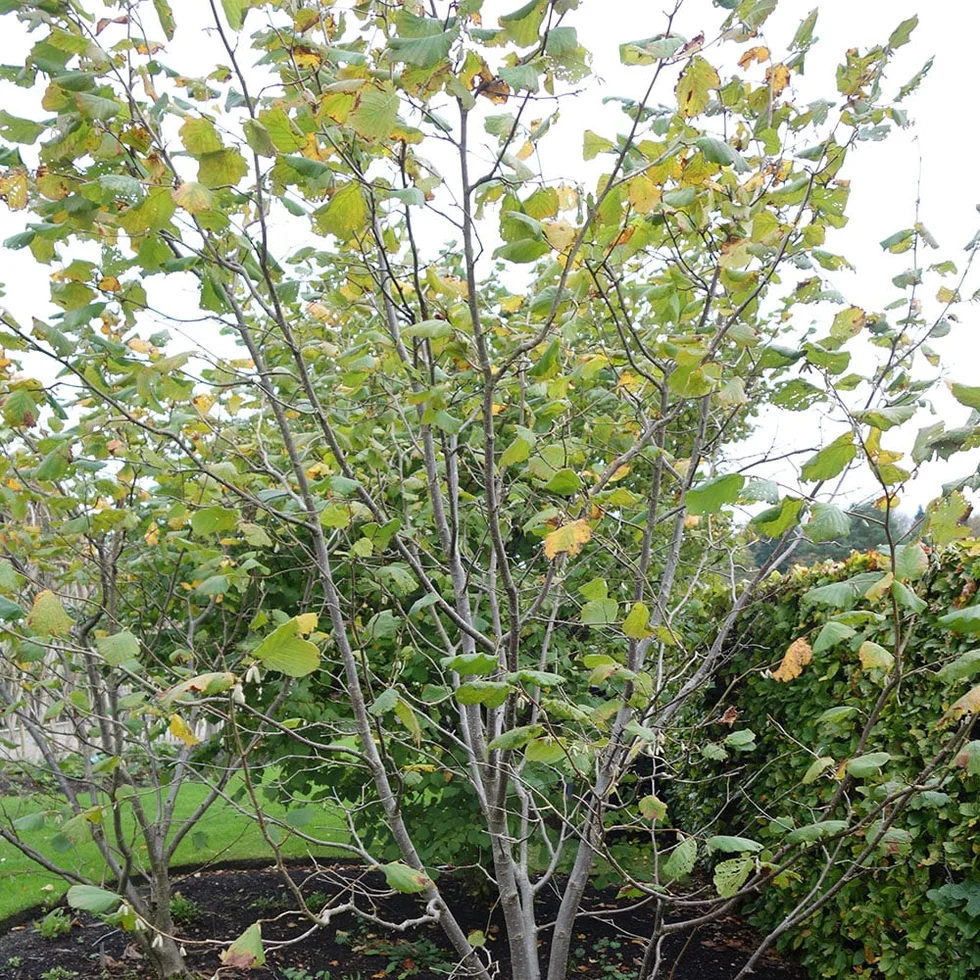 Corylus avellana ‘Cosford‘ (Lazdynas paprastasis)