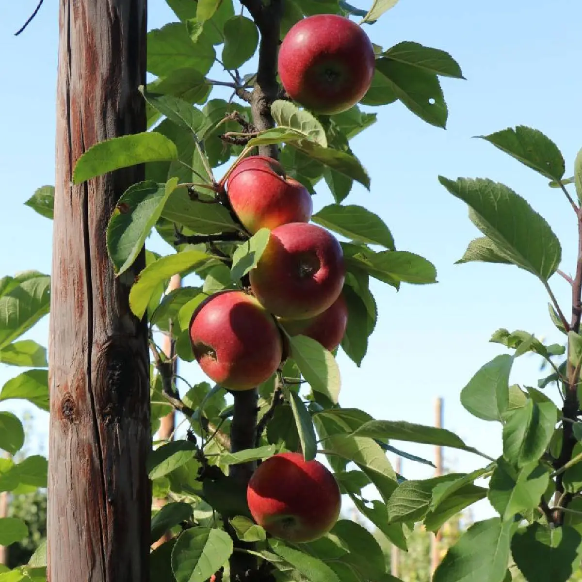 Malus domestica ‘Flamenco’