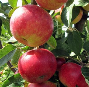 Malus domestica ‘Flamenco’