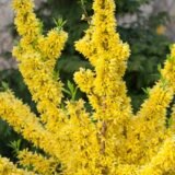 Forsythia × intermedia ‘Mindor’ (Forsitija)