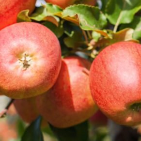 Malus domestica ‘Gala’ (Obelis naminė)