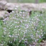 Calamintha nepeta (Girmėtė vaistinė)