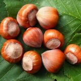 Corylus avellana ‘Halės milžinai‘ (Lazdynas paprastasis)