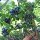 Vaccinium corymbosum ‘Hannah's Choice‘ (Šilauogė aukštoji)